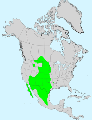 Lacy Tansyaster, Xanthisma spinulosum: Click image for full size map